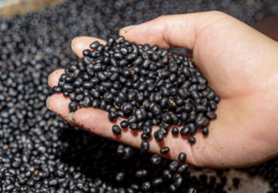 서리태 효능과 부작용 서리태 콩물 만드는 방법 총정리(24년 Ver)