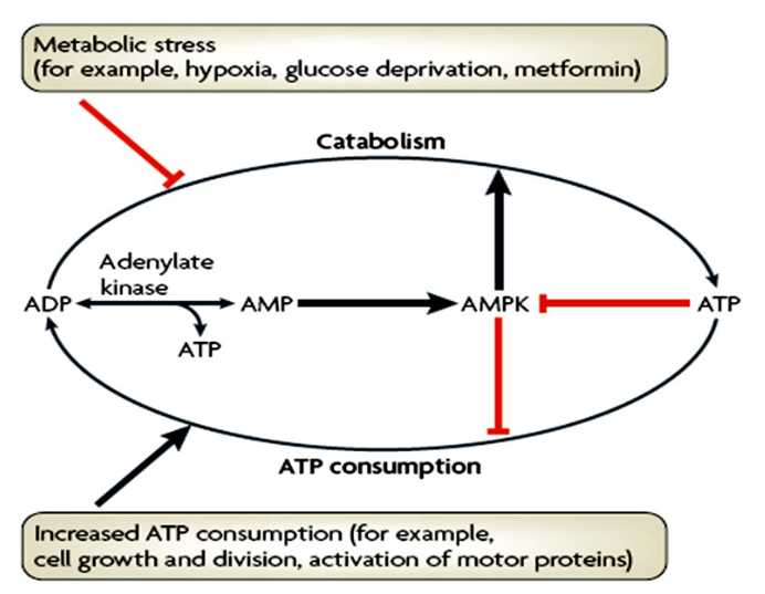 AMPK 당뇨 비만 고지혈증 효소 커큐민 레스베라트롤 카테킨 베르베린 돌외 잎 추출물 액티포닌 라이프익스텐션 쏜 스완스 life extension swanson amp-k thorne poly resveratrol