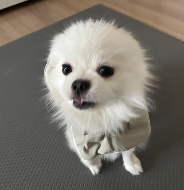 강아지_패딩