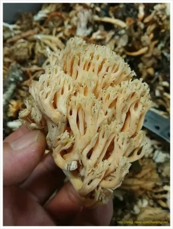 싸리버섯 채취시기종류 정보를 정리_4