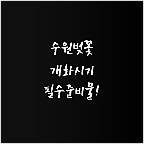 수원 황구지천 서호천 벚꽃 개화 시기..