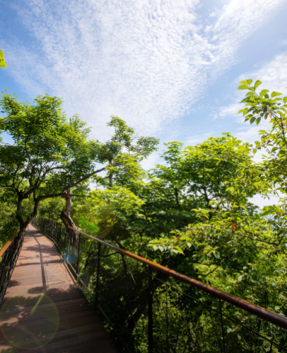 강원도 평창 발왕산과 천년주목숲길 정보