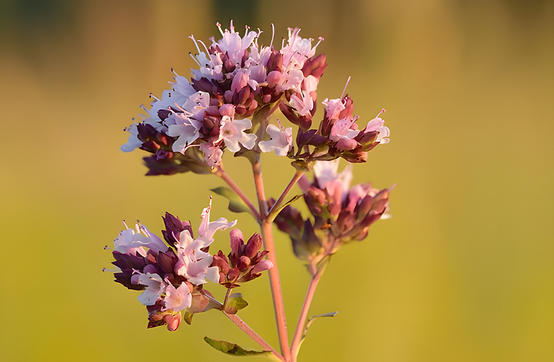 오레가노 (Oregano)