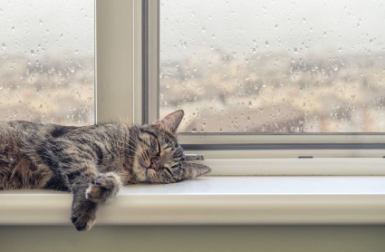 창가에서 자는 고양이.