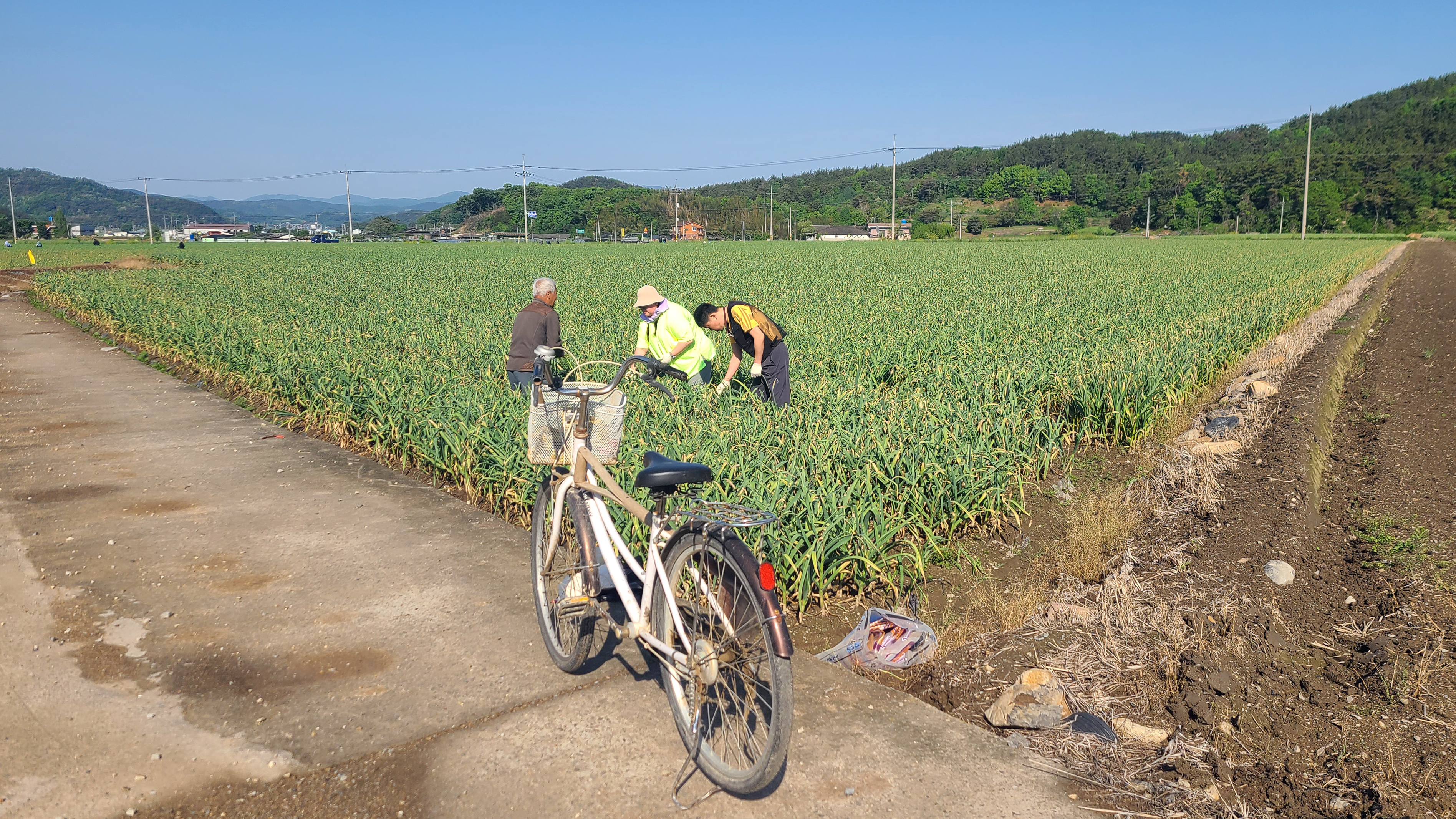 마늘종을 뽑는 날