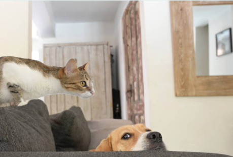 separation anxiety dog cat