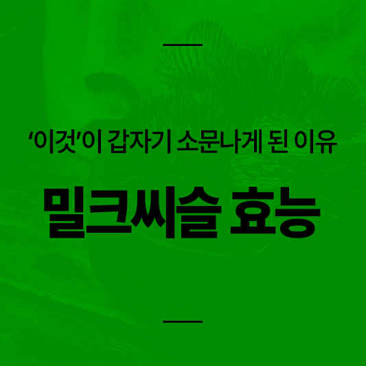 밀크씨슬이 소문나게 된 이유
