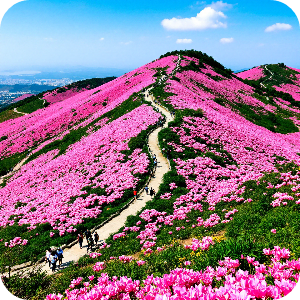 황매산 철쭉 만개 이미지