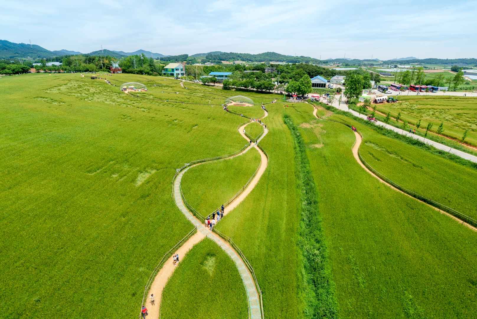 고창청보리밭