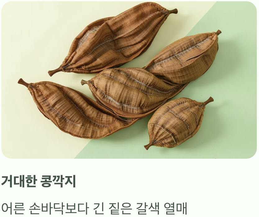비틀린 콩깍지&amp;#44; 천연 비누 &amp;#39;열매&amp;#39;