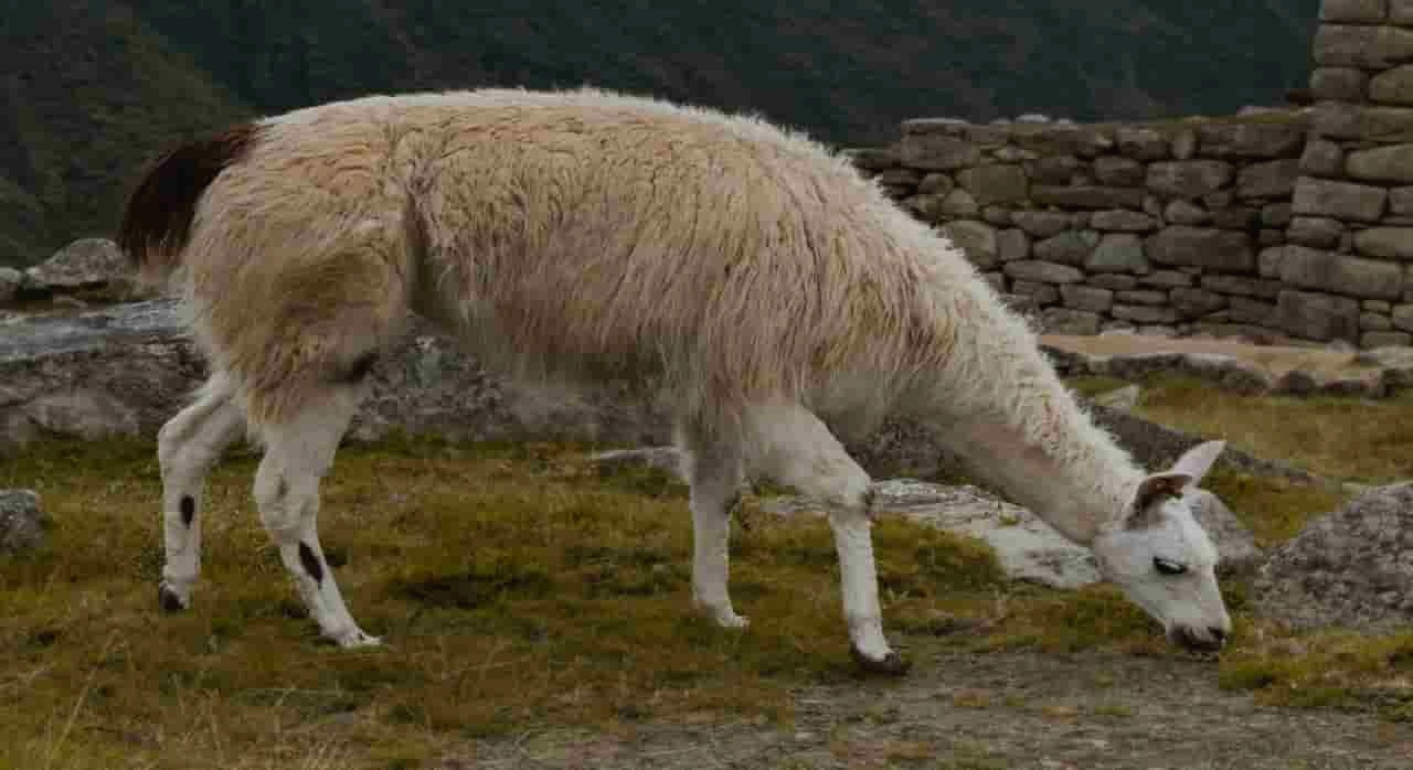 잔디 위에서 먹이를 뜯는 라마의 모습이다. [ⓒpexels_Evelyn Carrasco]