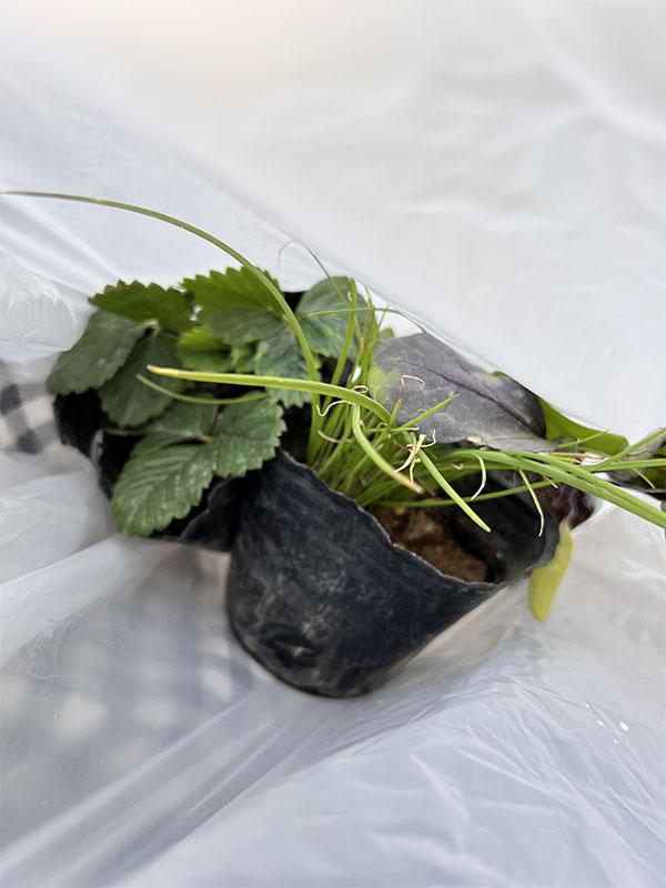 직접 구매한 모종