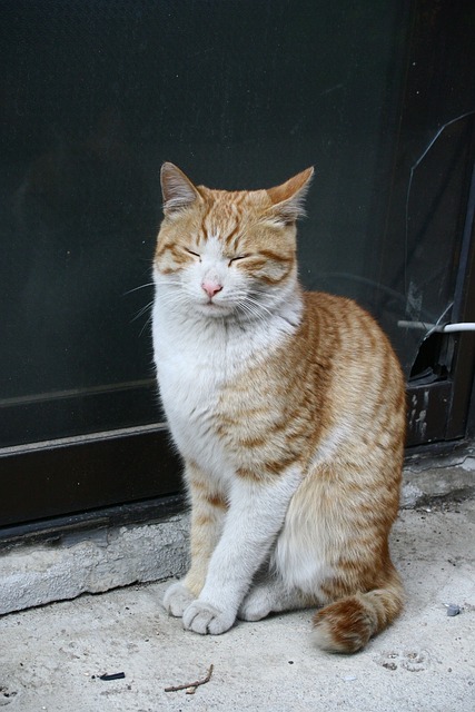 고양이 졸고 있는 사진