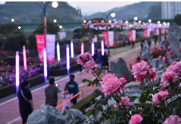 삼척 장미축제 일정