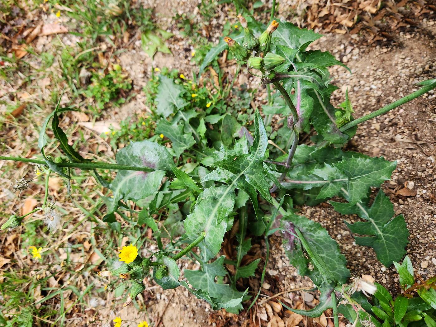 방가지똥(청채)