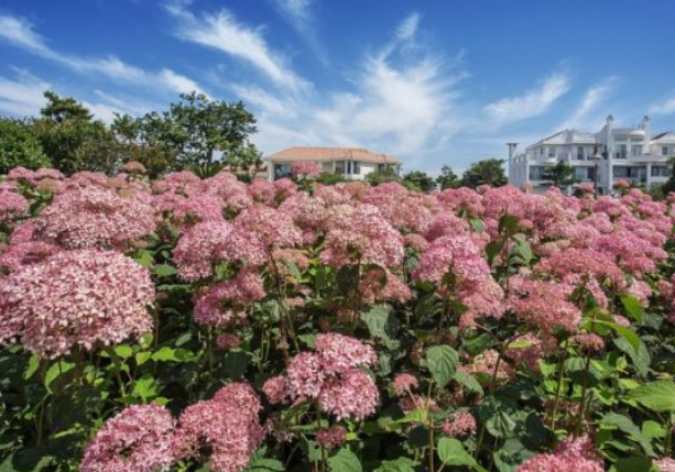 2024 가평 아침고요수목원 수국축제 기간 입장료 가는길