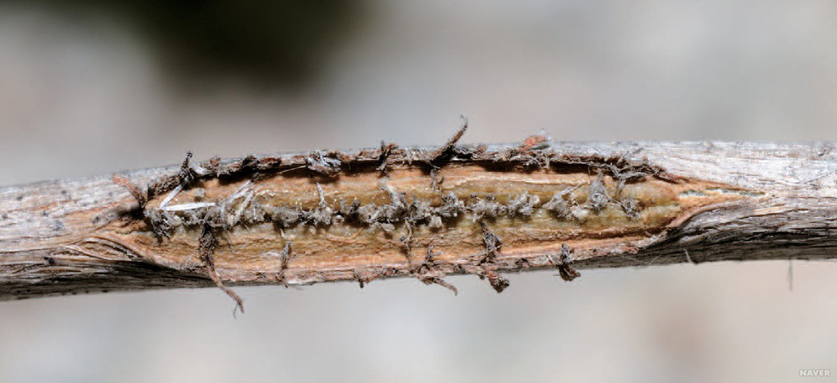 갈색날개매미충9