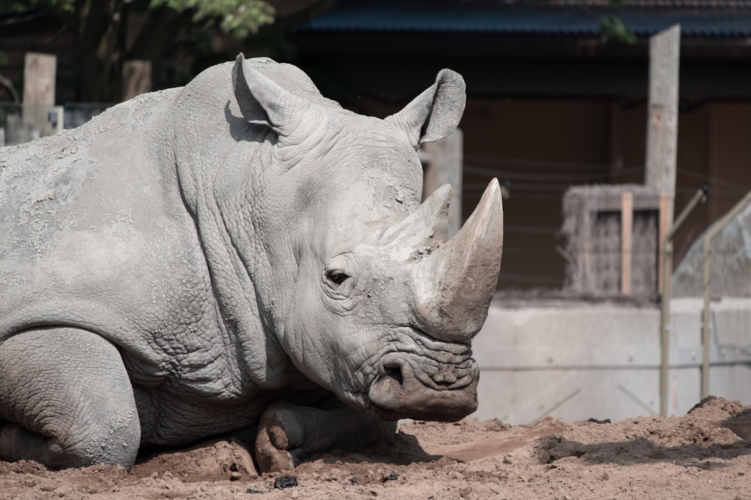 Gray Rhino