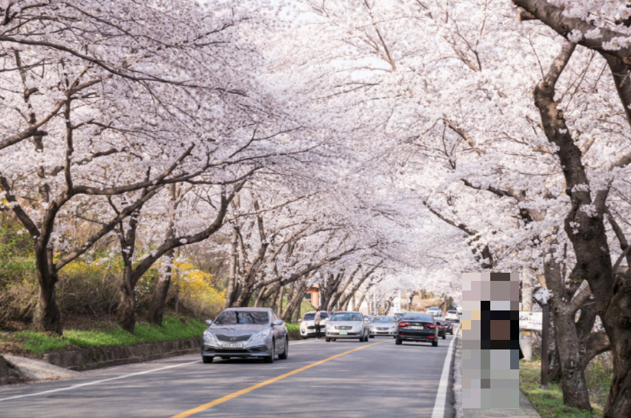 하동 십리벚꽃길