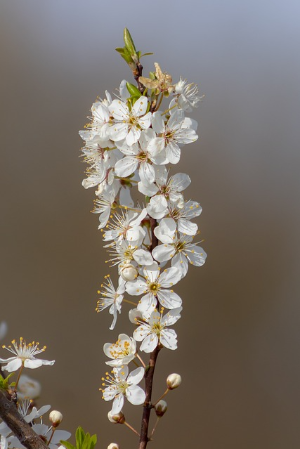매화꽃이 유명한 여행지