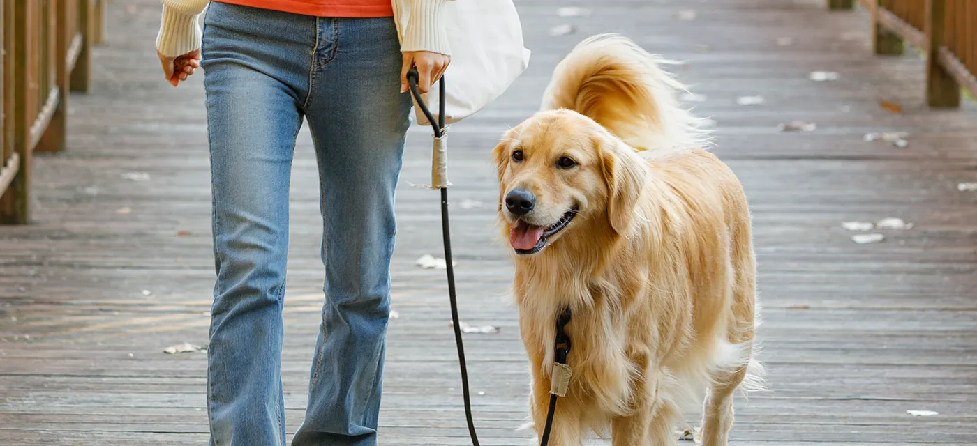 반려견 등록 동물등록제