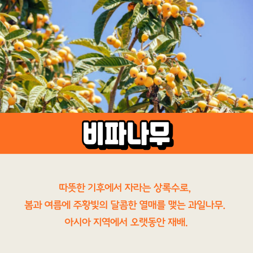 비파나무