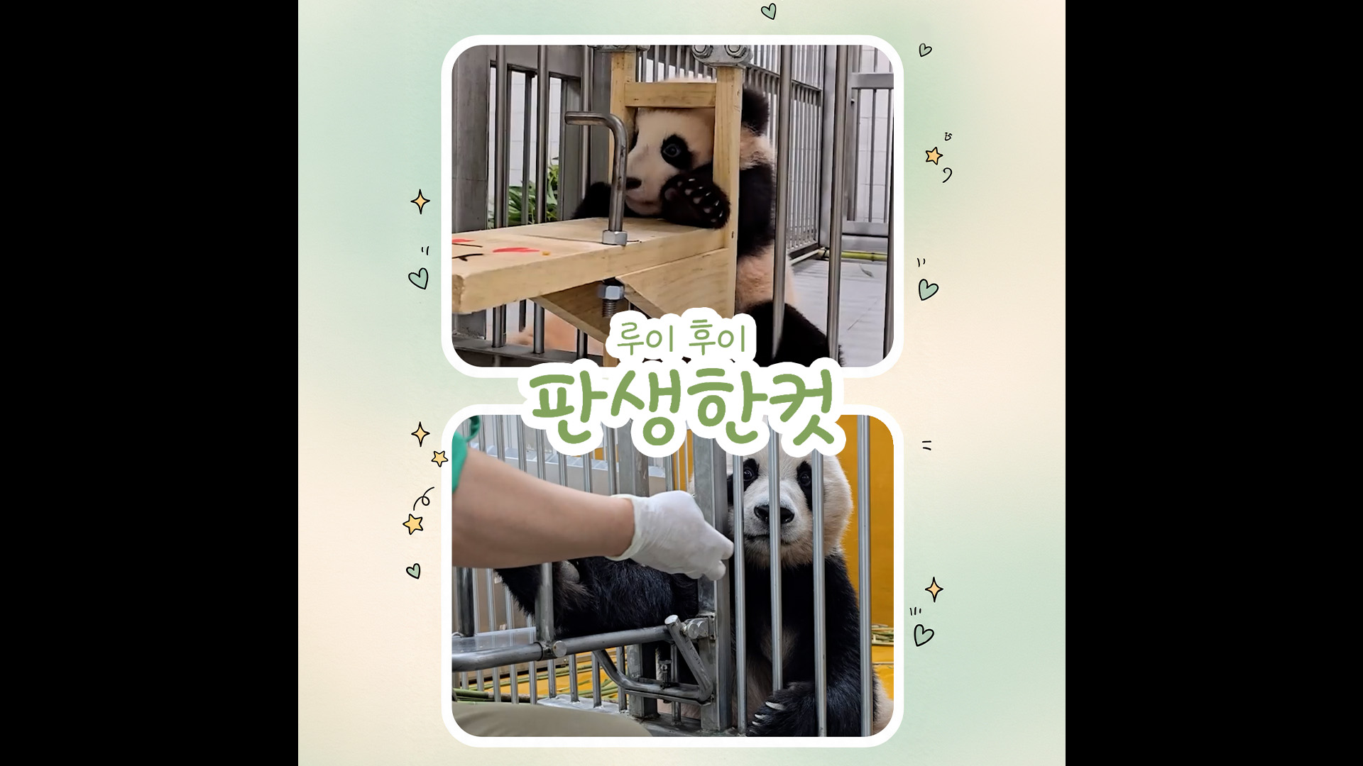 이렇게 보니까 진짜 많이 컸구나...🐼🐼｜#shorts #판생한컷 #루이후이