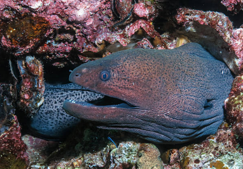 곰치(Moray Eel)