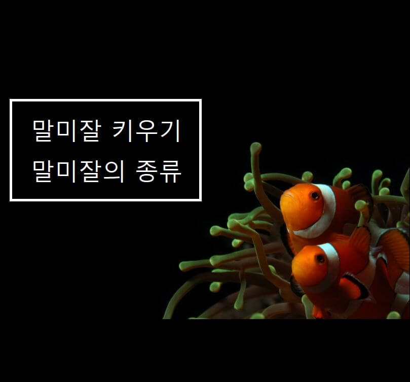 말미잘의종류 사육방법