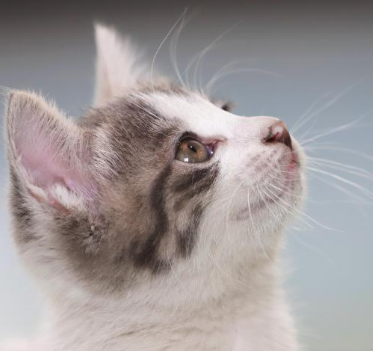 반려동물 장례준비