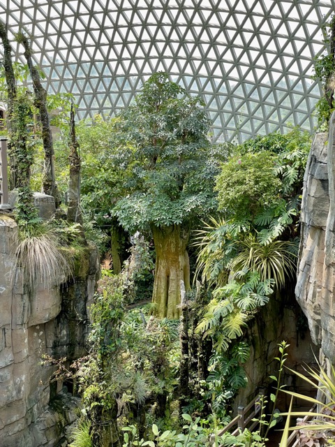 수령이-300년이-넘은-열대나무도-있었습니다.