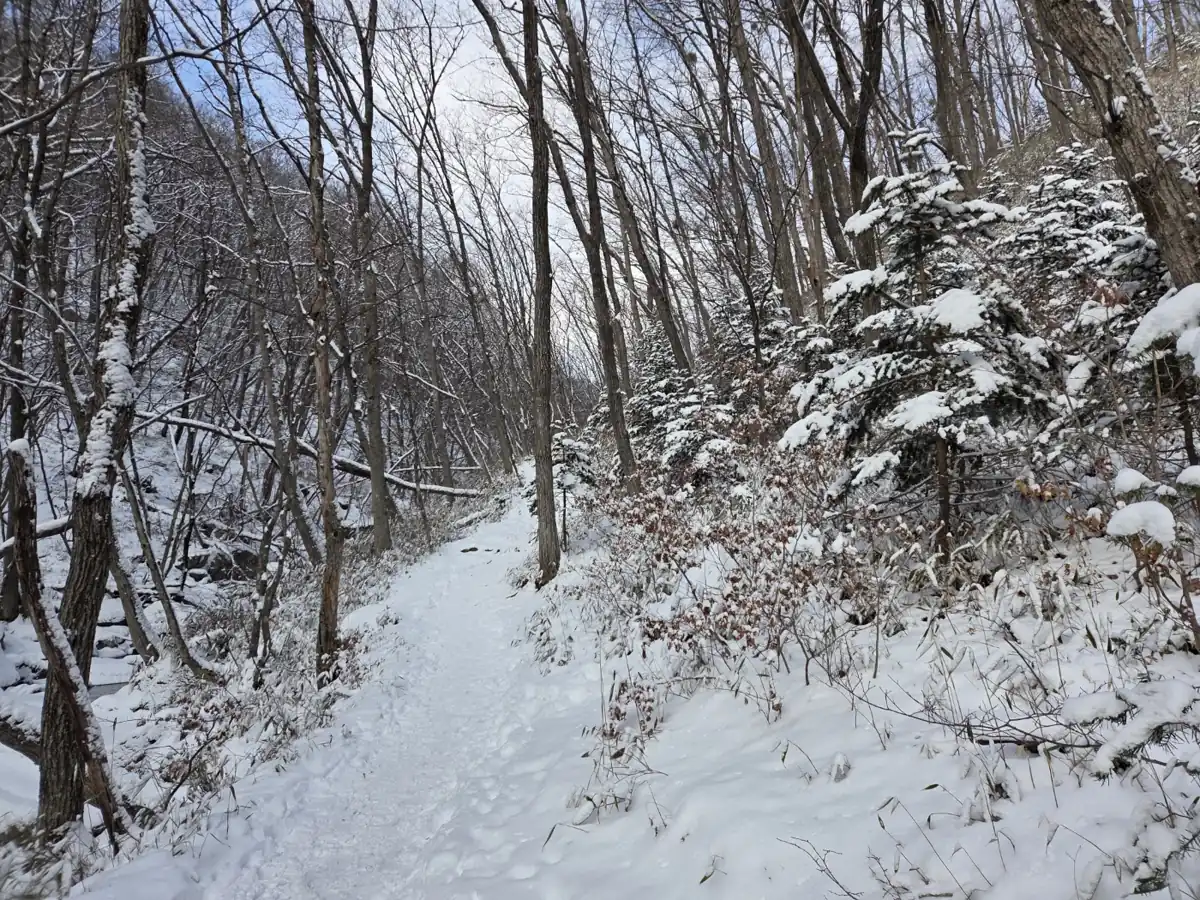 고요한 설경의 산림길