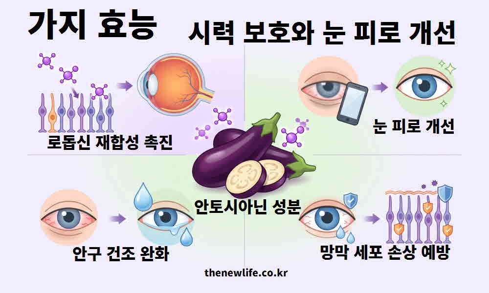 가지 효능 시력 보호 눈 피로 개선