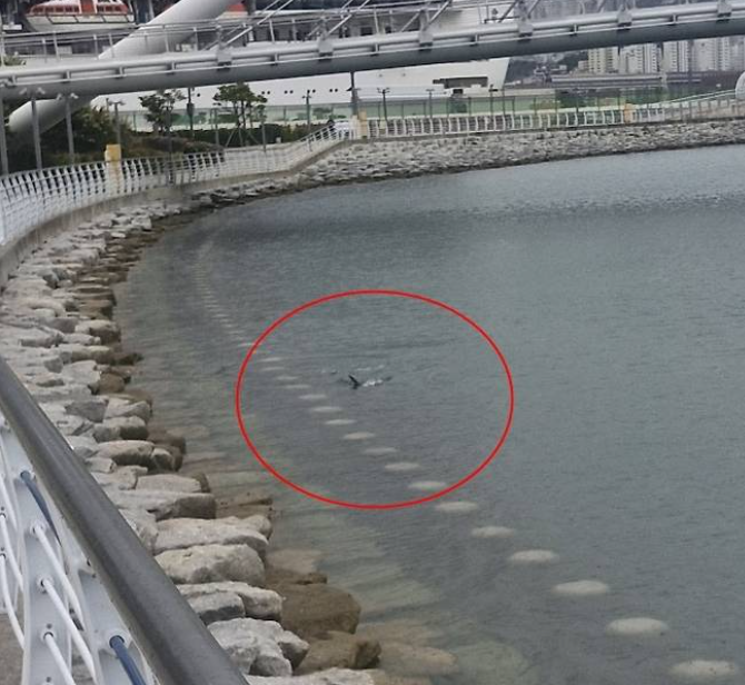 부산 상어