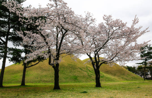 경주벚꽃시기