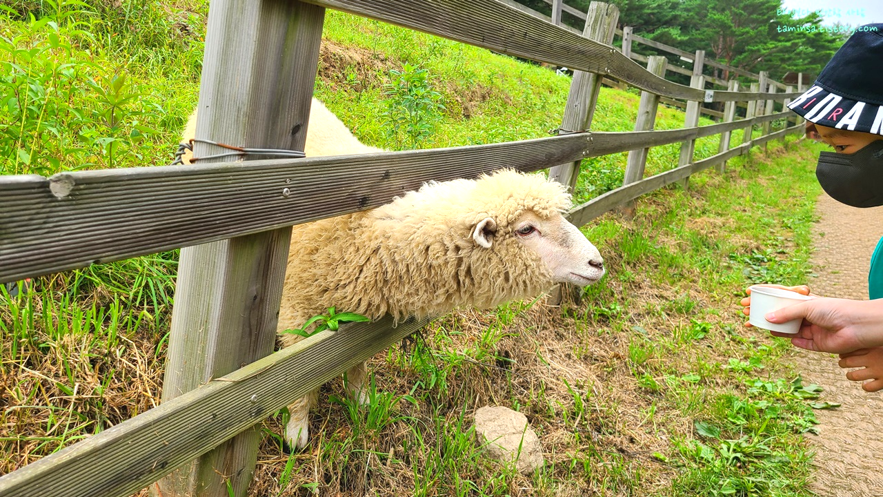 대관령-순수양떼목장