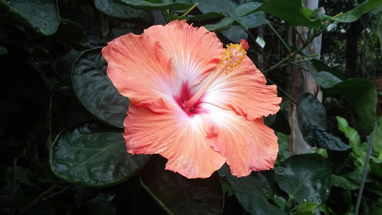 장례의식요: 죽음 너머의 우주를 향한 위로와 삶의 연속성