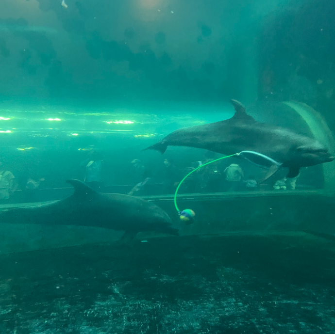 장생포 고래박물관 돌고래