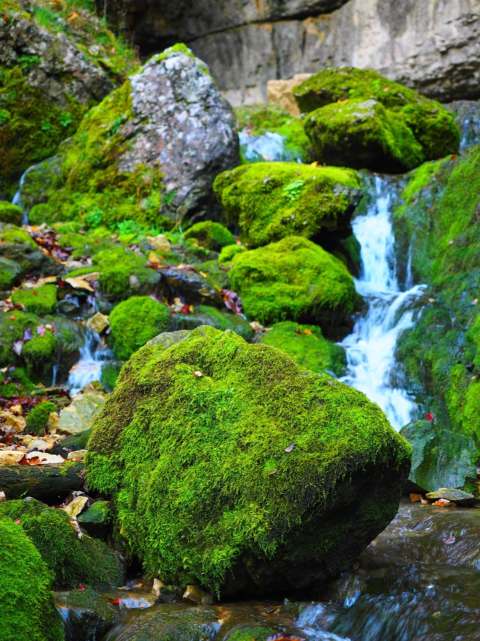 이끼（ｍｏｓｓ）