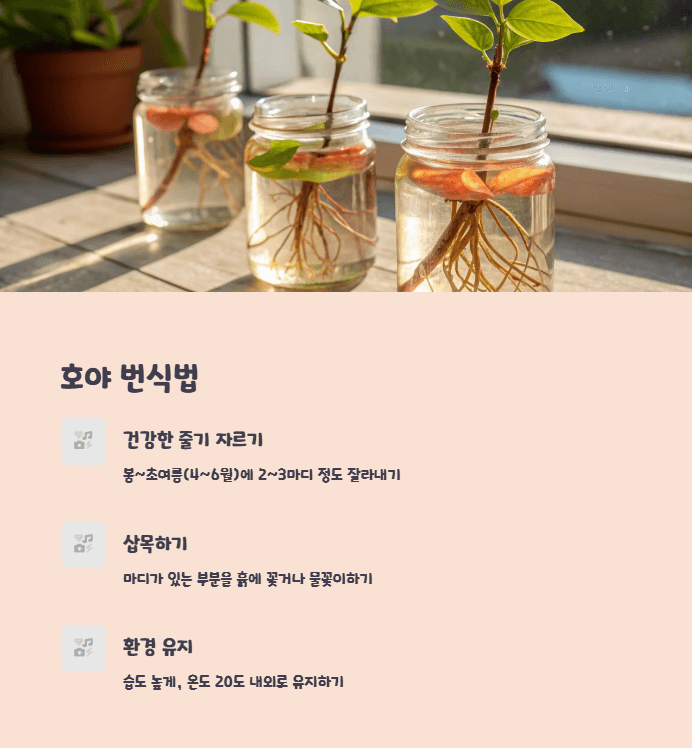 호야 번식법