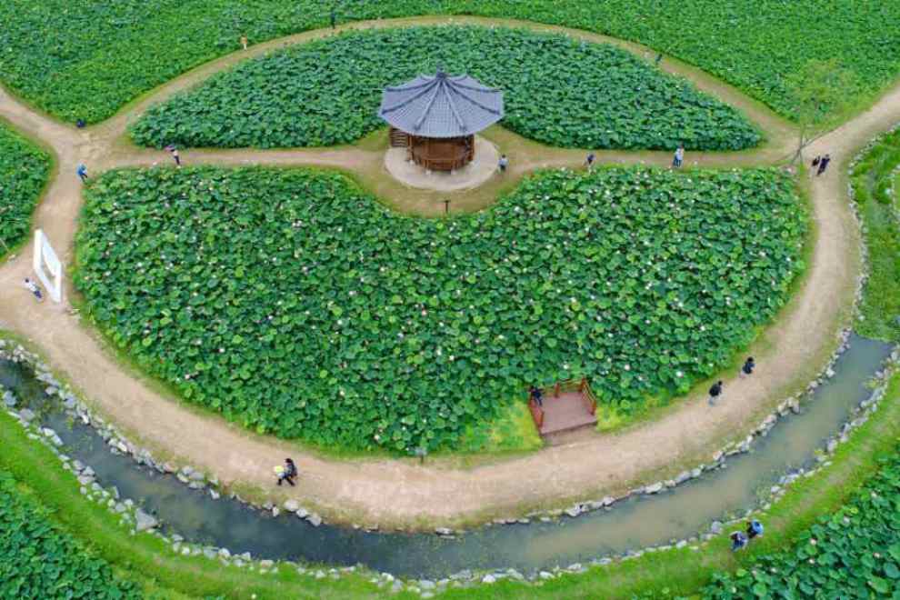 강주 해바라기 축제