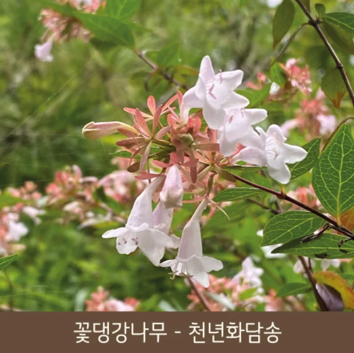 화담숲 예약, 가을 단풍축제