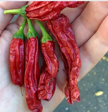 꽈리고추 효능 및 영양소