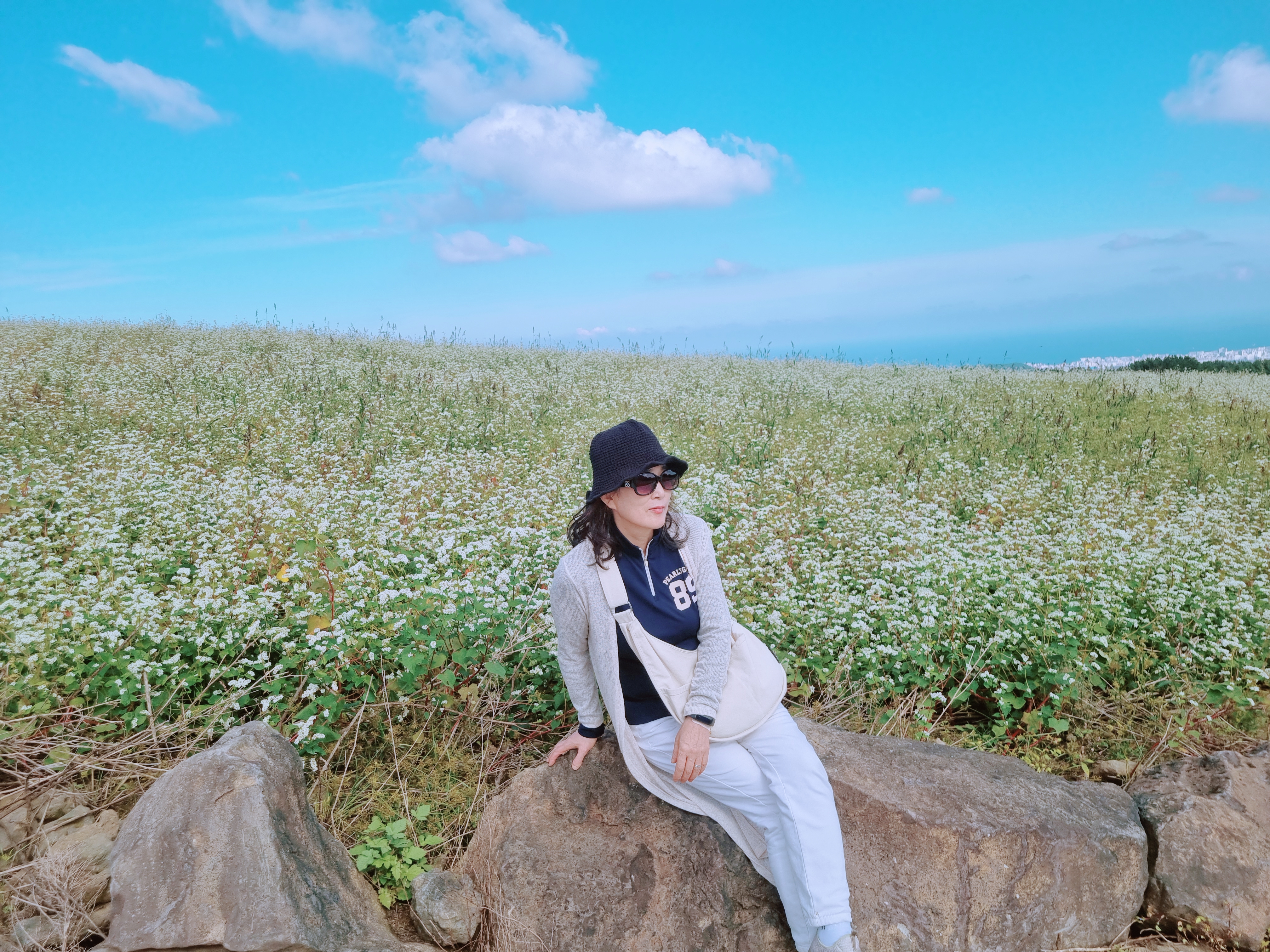 오라동 메밀꽃밭