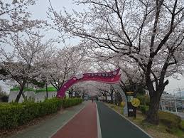 2026 벚꽃 부산 개화시기 온천천 벚꽃길 만개 풍경 봄 여행 명소 추천