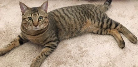 바라보는 고양이