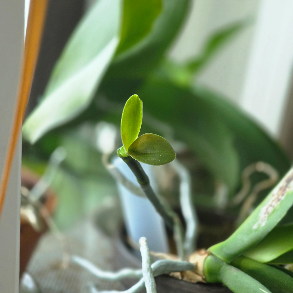 Phalaenopsis orchid, 꽃대에 새 잎이 나는 모습과 힐링