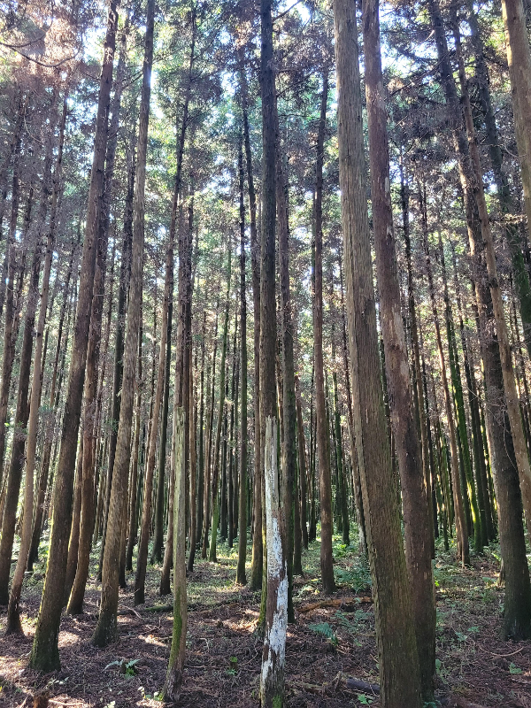 천미천 삼나무숲