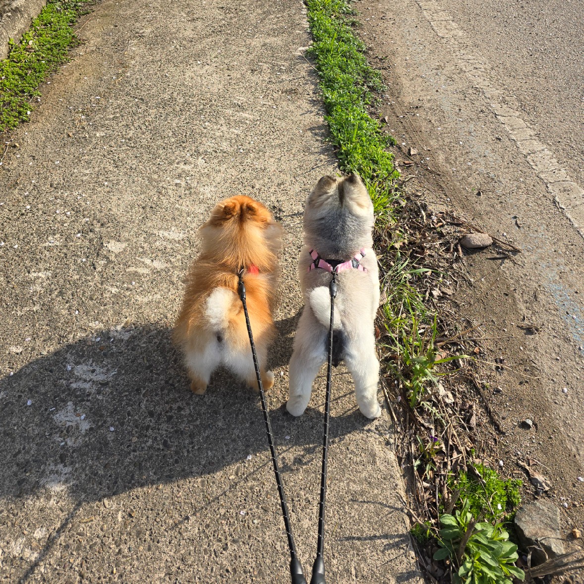 강아지 산책 관련사진