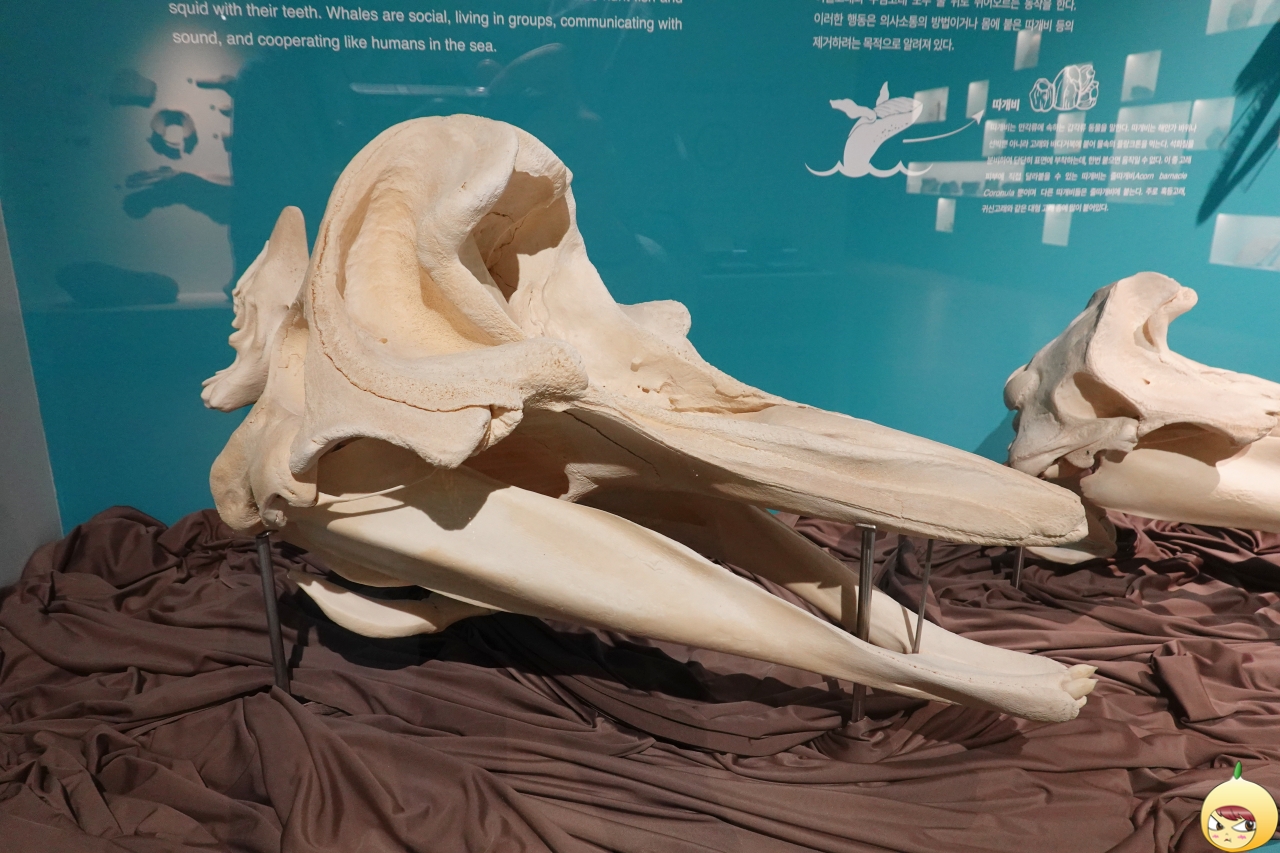 민부리고래 머리뼈